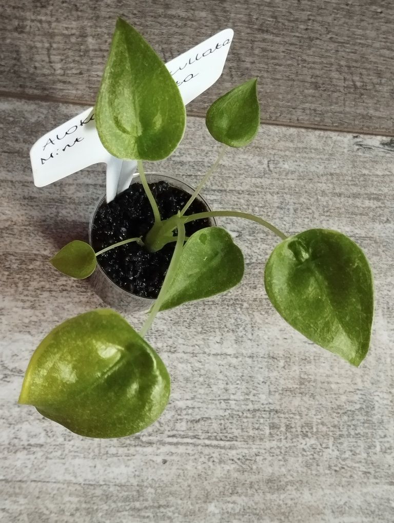 Alokazja cuculata mint variegata