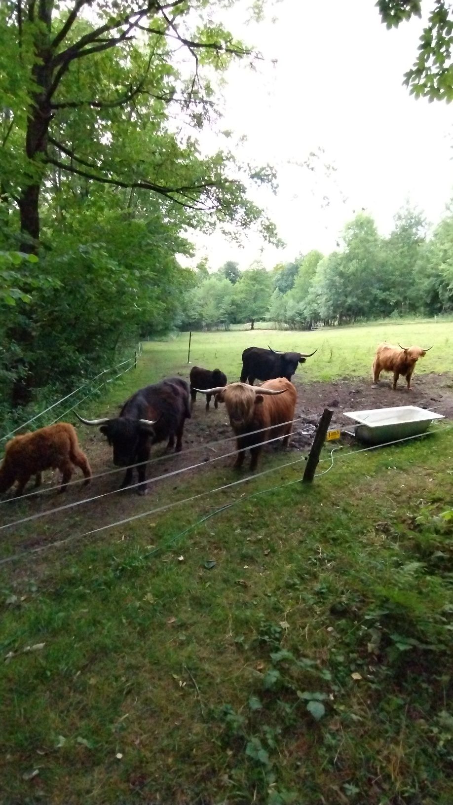 Sprzedam stado rasy highland.