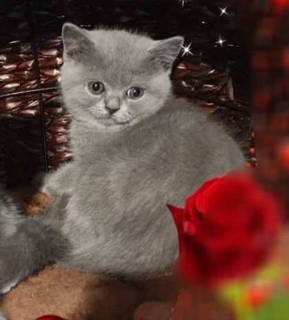 Kot brytyjski niebieski bicolor