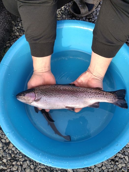 Жива форель (червона).