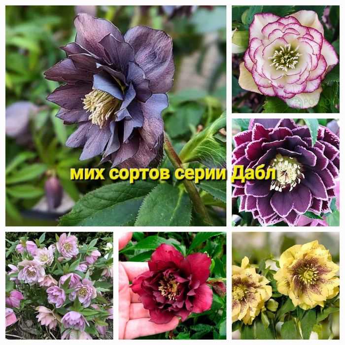 Хосты, Клематисы, морозники императа, мискантусы.и др.  многолетники