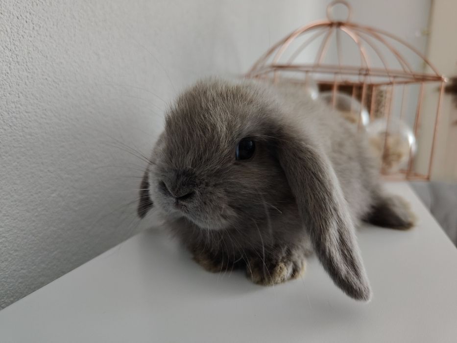 Mini Lop królik gotowe do odbioru