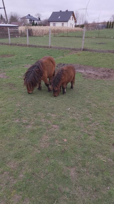 Kucyk kuc klaczka z ogierkiem