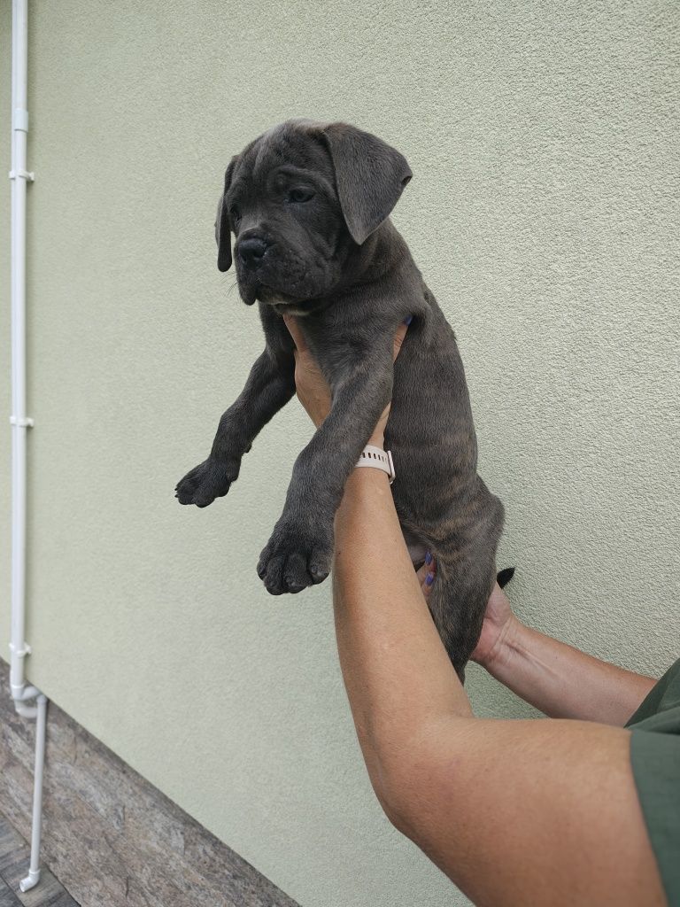 Piękna suczka cane corso gotowa do odbioru