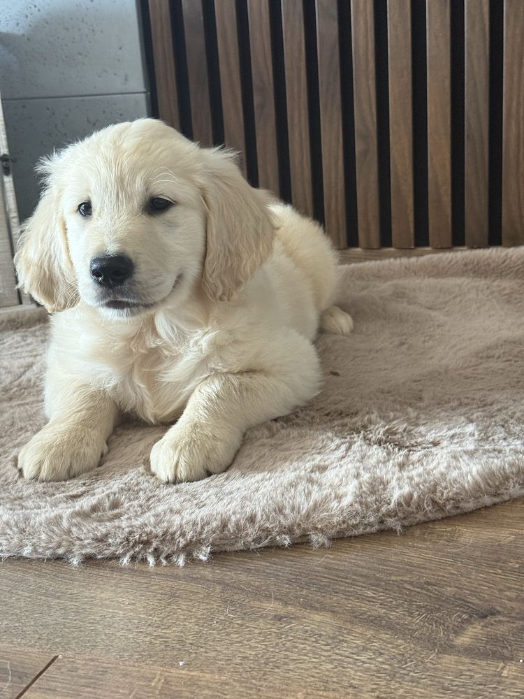 Piesek Golden Retriever