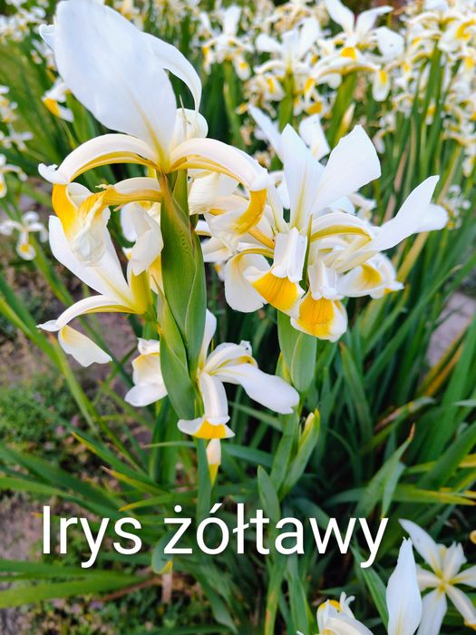 Irys żółtawy sadzonka