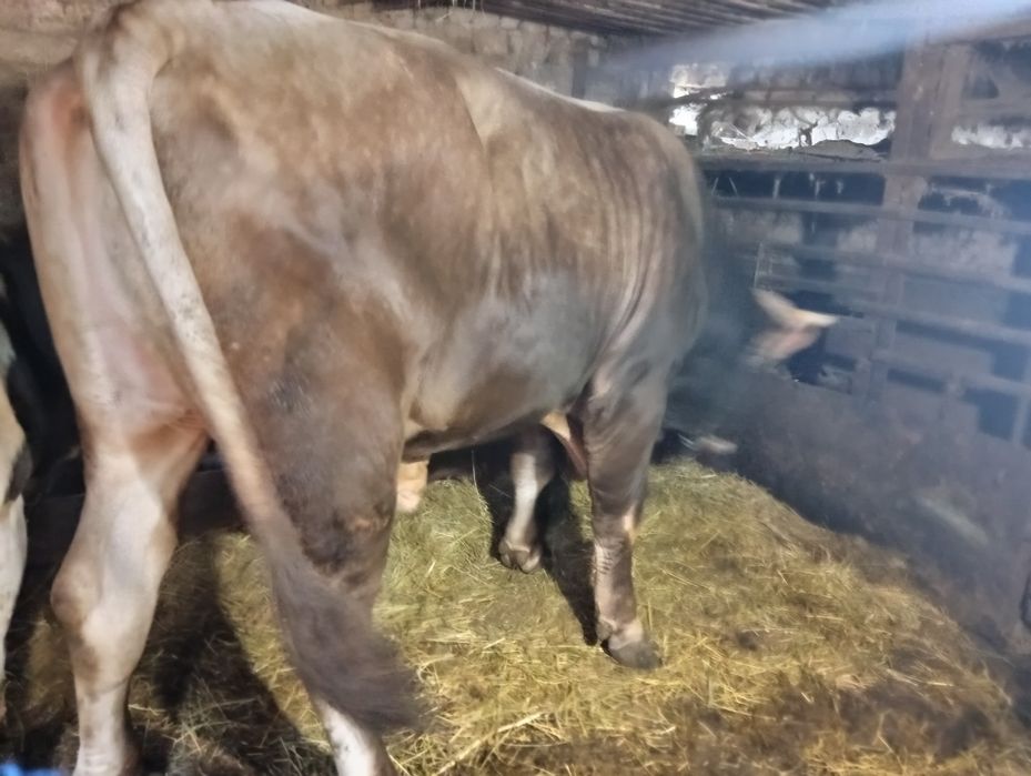 Продам бичка швідськогої породи