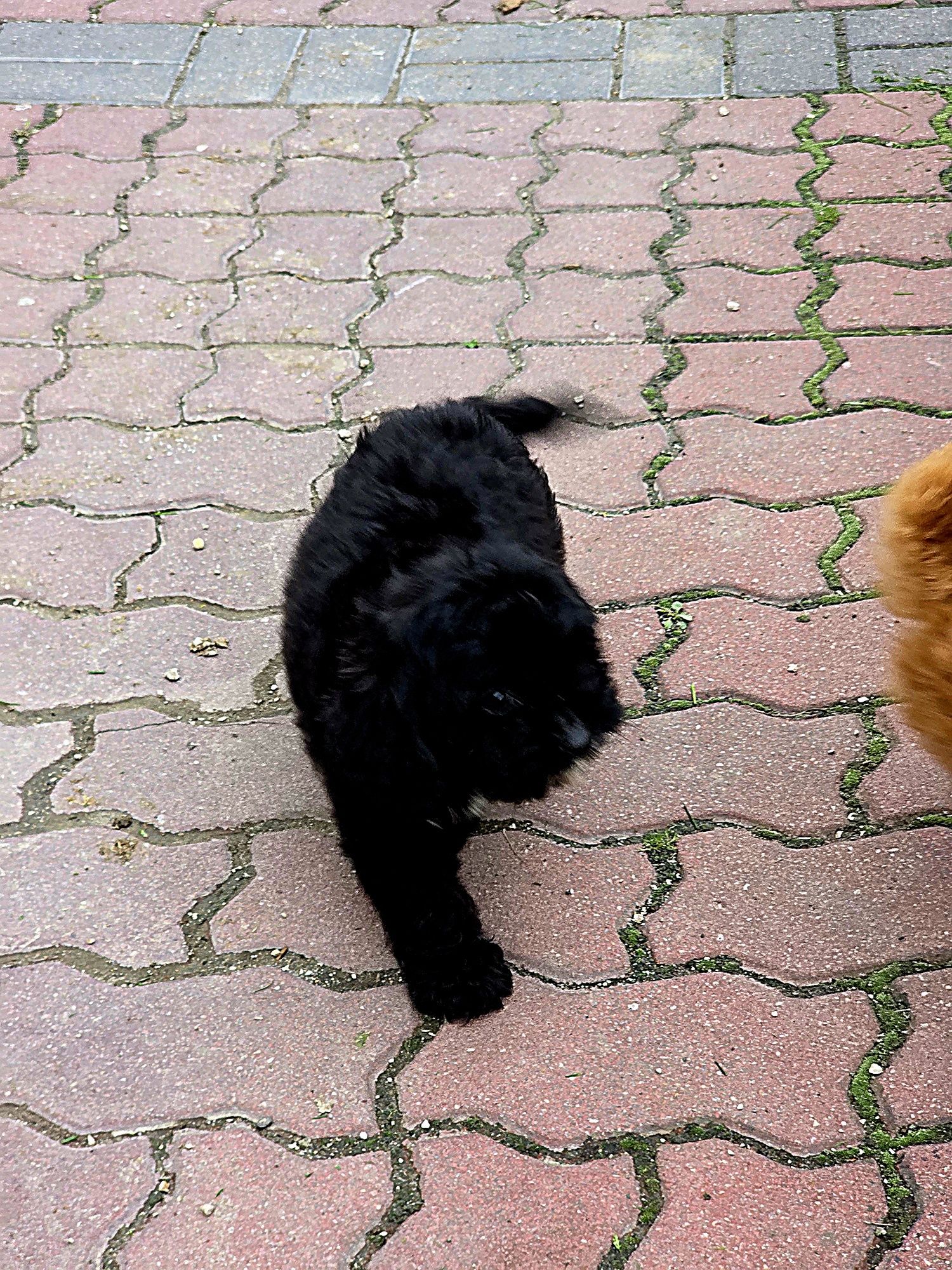 Cavapoo f1b piesek czarny