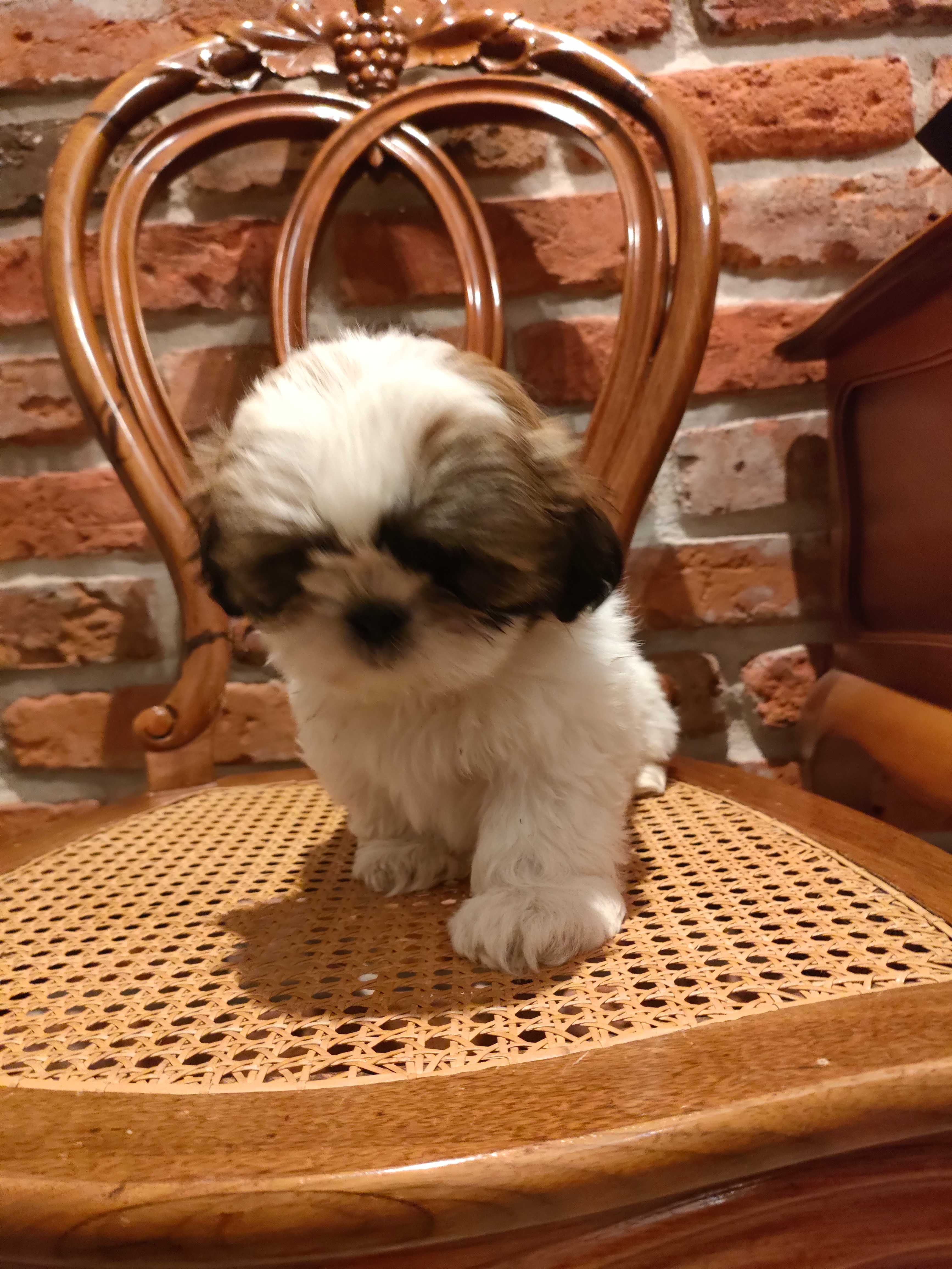 Shihtzu śliczny piesek