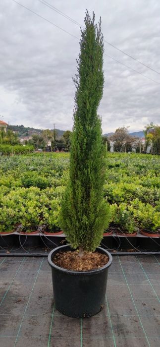 Cupressus Totem 100CM-150CM-200CM-250CM-300CM-400CM-500CM