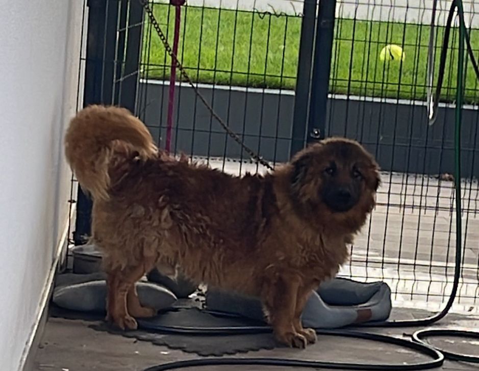 Cão serra da estrela