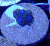 Zoanthus zoa Joker  6polipow Akwarium morskie