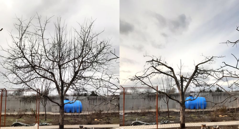 Спилювання дерев, корчування пеньків та інші роботи в саду