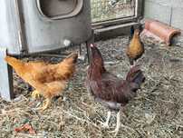 Frangos do campo