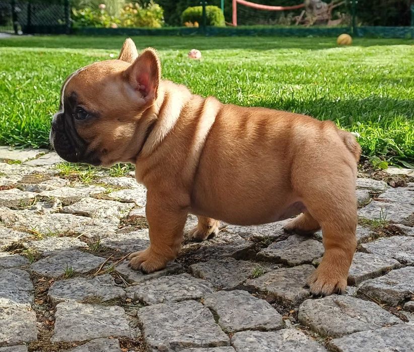 Buldog Francuski,Związek Kynologiczny w Polsce, FCI, suczka