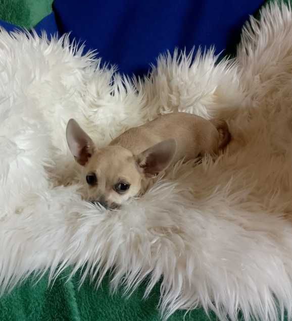 Chihuahua chłopiec komplet szczepień