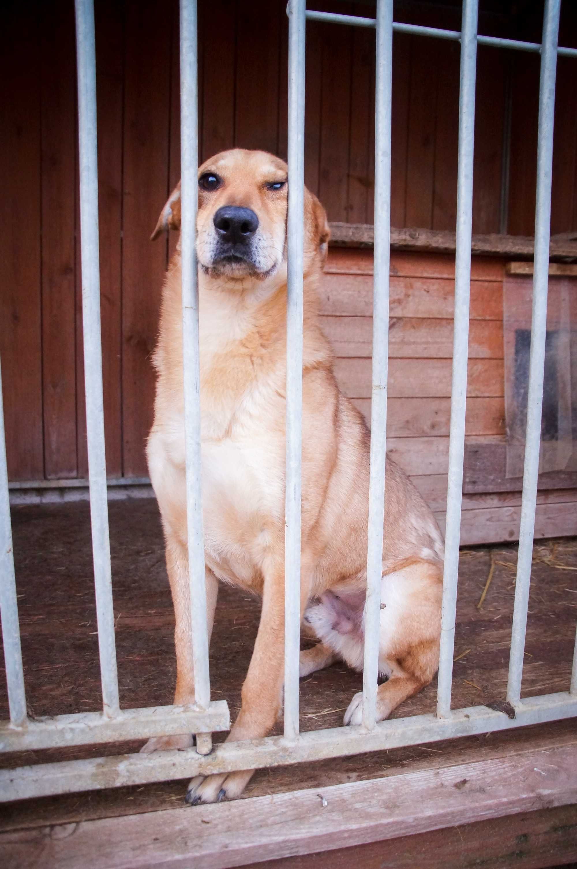 SKUBI - przyjazny i wesoły piesek do adopcji.