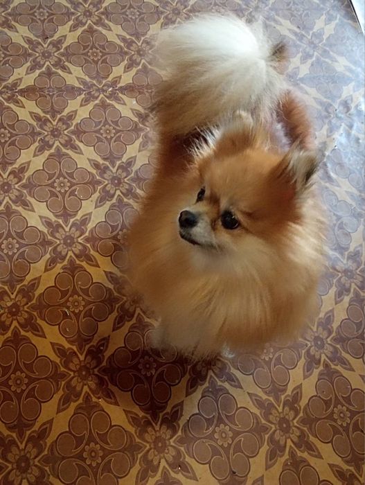 Продается собака