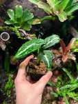 Roślina Syngonium wendlandii terrarium paludarium