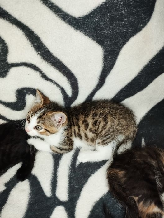 Oddam małe kotki w dobre ręce