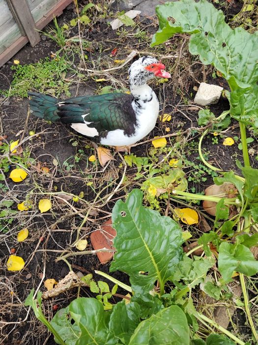 Продам селезня шипуна