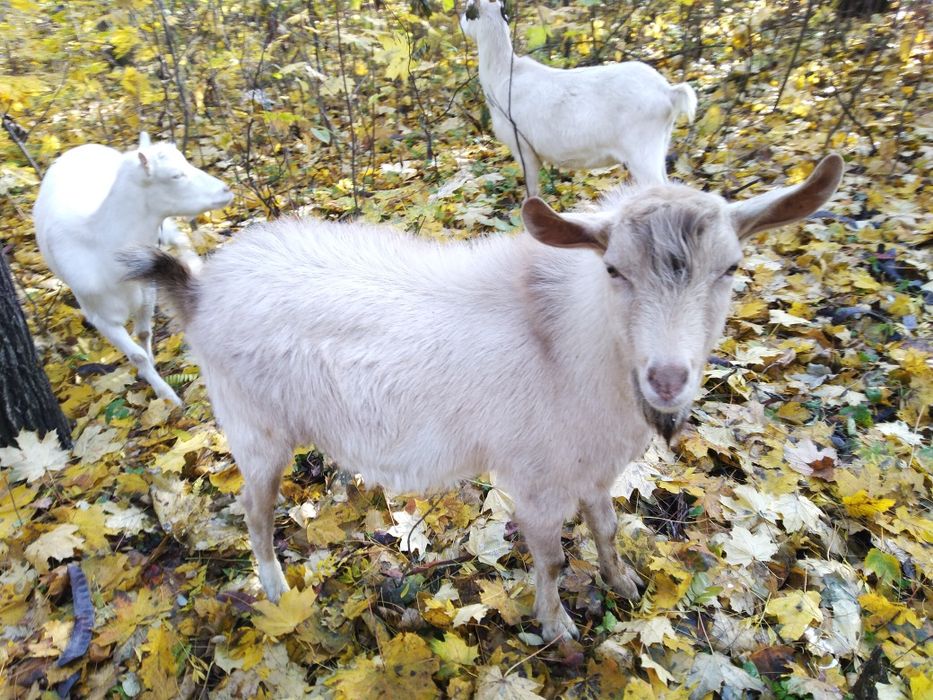 Продается козел 7 месяцев