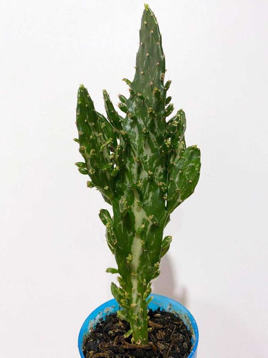 Kaktus Opuntia monacantha variegata