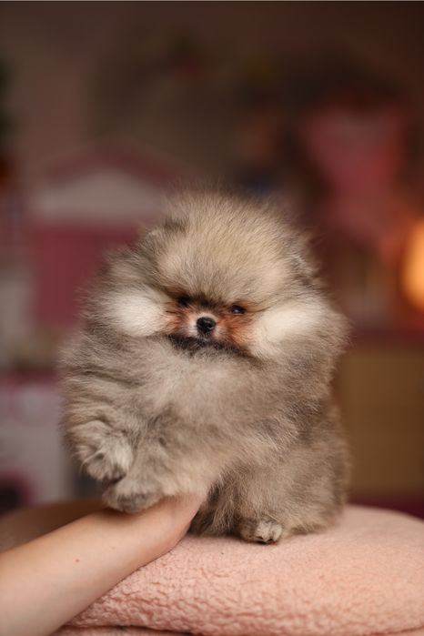 EXCLUSIVE хлопчик померанський шпіц в мікро розмірі, документи КСУ