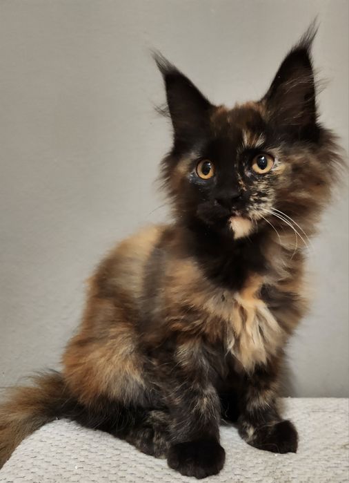Kotka Maine Coon gotowa do odbioru