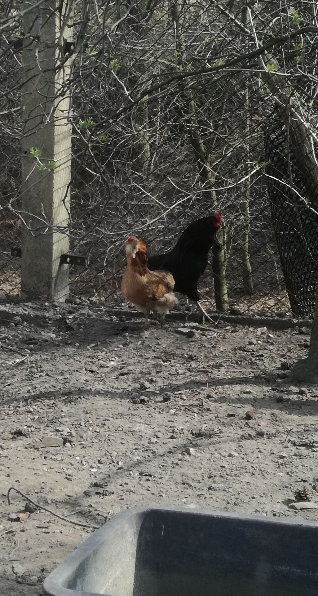 Araukan bez ogoniasty jaja lęgowe