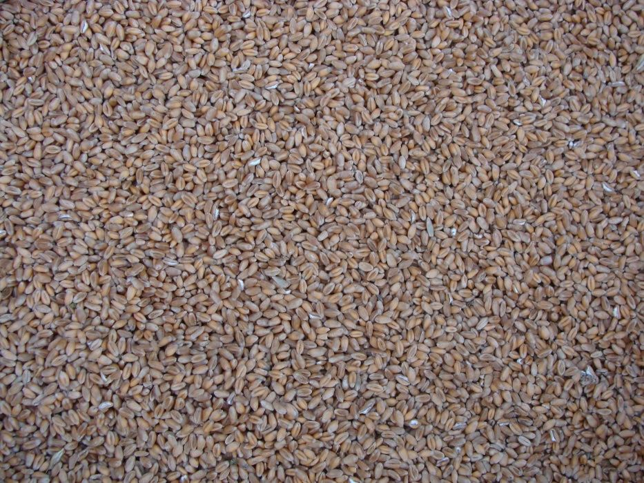 Pszenżyto ozime ...