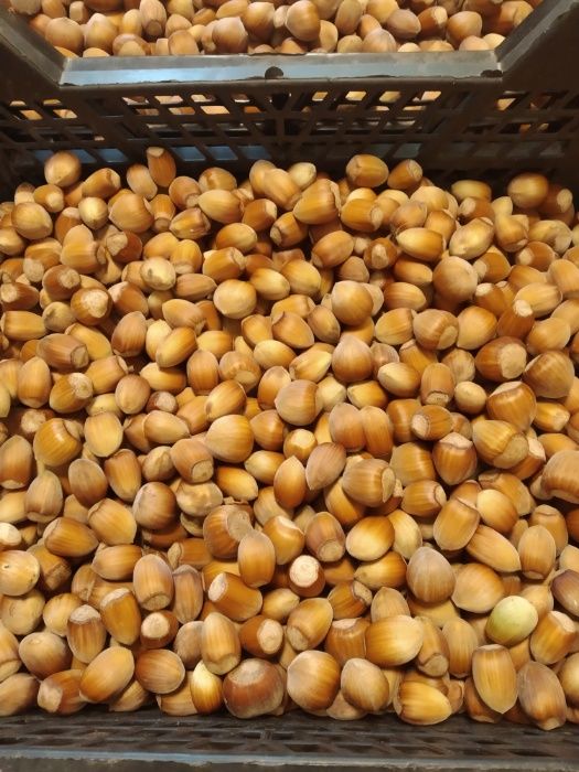 Orzechy laskowe w łupinie POLSKIE własna plantacja 1kg 2024