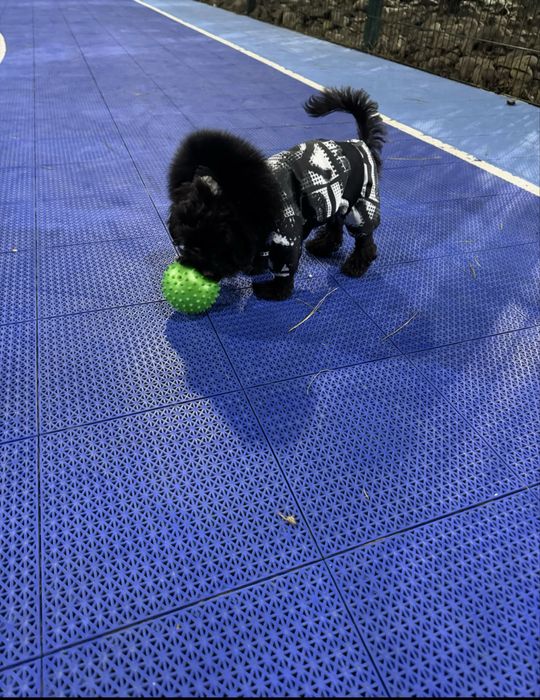 Речі для собак Puppy angel одяг для маленьких порід  20см спинка 25-30