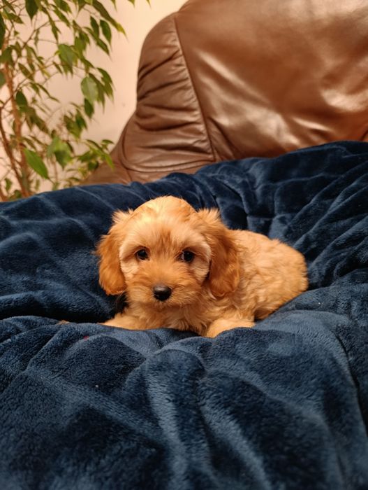 Piękna Suczka Cavapoo