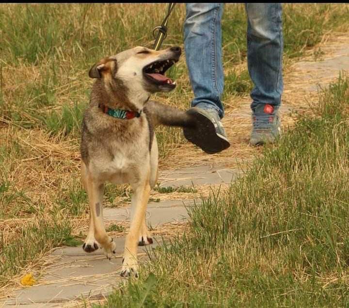 Spokojna kochana Dafne szuka domu