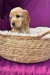 Piesek cocker spaniel