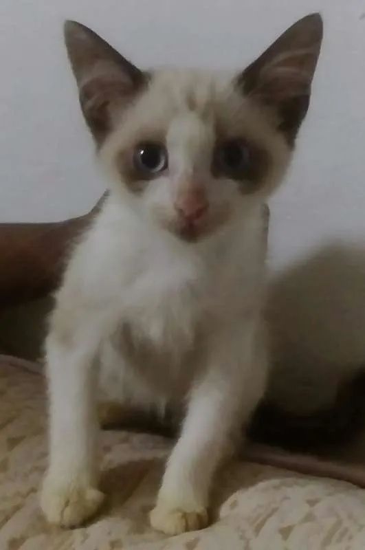 Gatinho para adoção