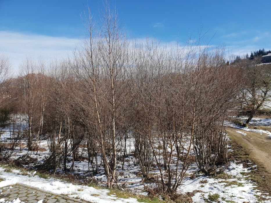 Terreno para Challet na neve