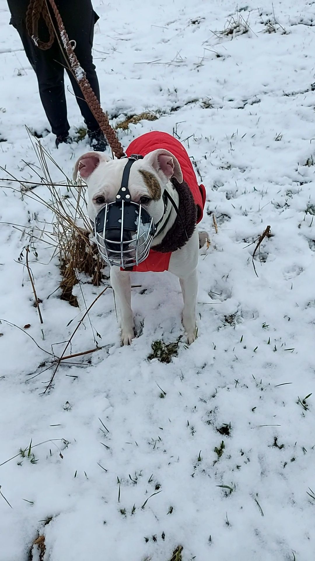 Bąbel amstaff po przejściach