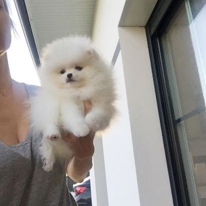 Мішка_мішка, Львів