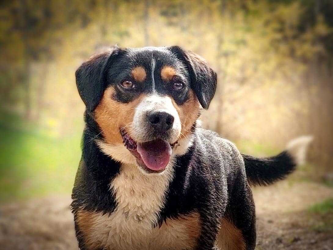 SOBAT - mądry psiak w typie Entlebucher poleca się do adopcji