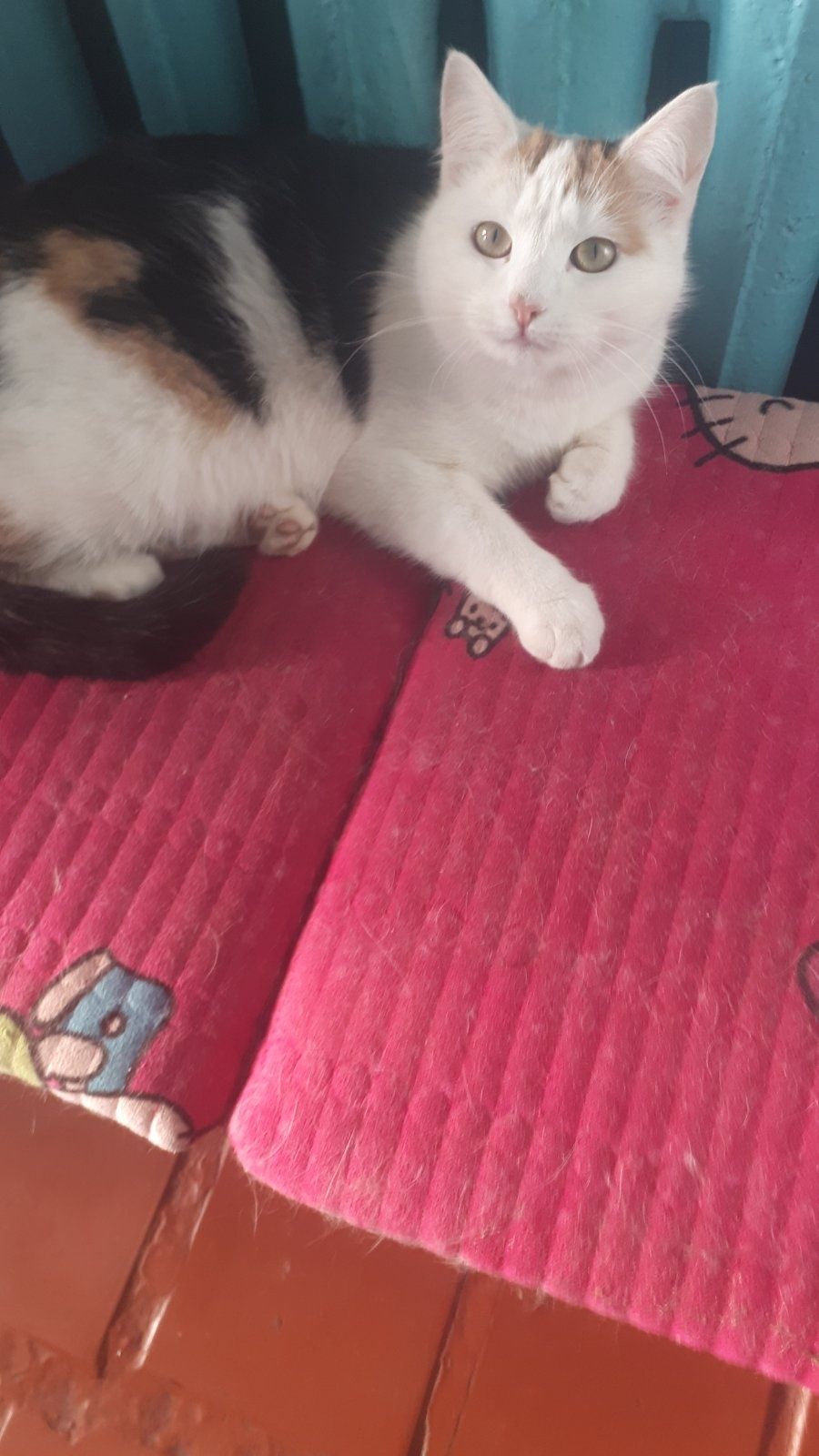 Котики безкоштовно