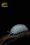 izopody Armadillidium granulatum white pearl 10 szt.