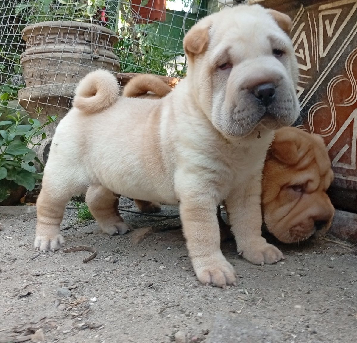 Sharpei pyppy, щенки шарпея, мальчик и девочка
