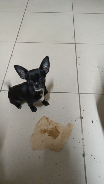 Маленькая девочка чихуахуа мини сделано все прививки ветпаспорт