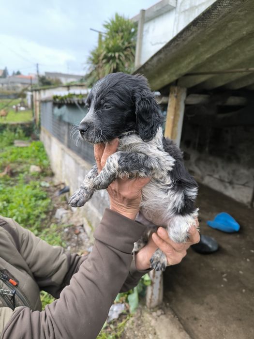Epagneul Breton Fêmea