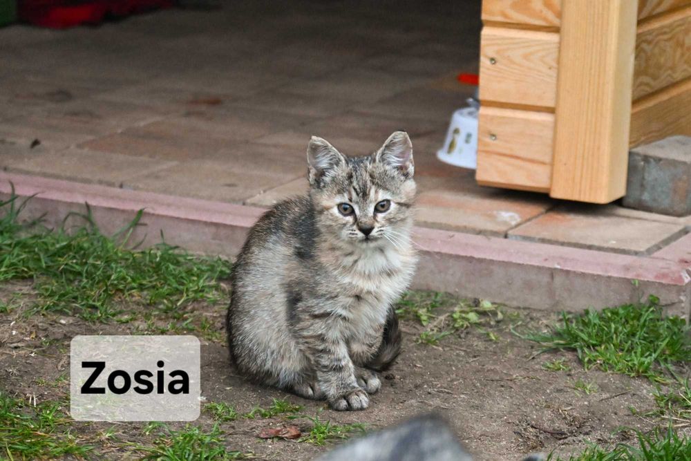 Śliczne kotki szukają dobrych domów!