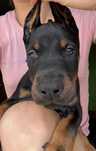 Doberman szczeniak do rezerwacji