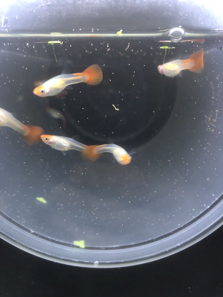 Guppys capuchinho