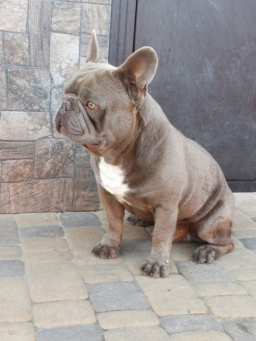 Вязка французского бульдога